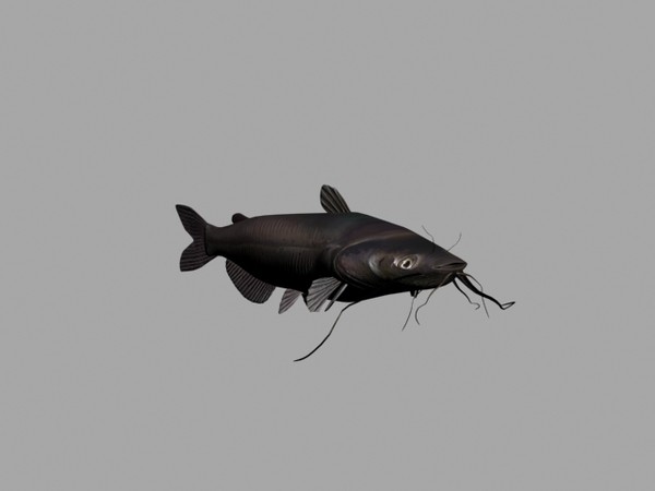 3d channel catfish - catfish by Sleepless Creations